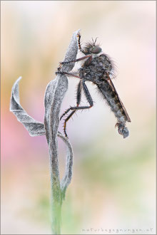 Erax barbatus ♂ - Frühlings-Raubfliege  