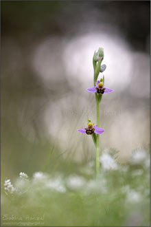 Bienen-Ragwurz (ophrys apifera)