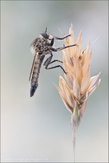 Dysmachus bifurcus ♂