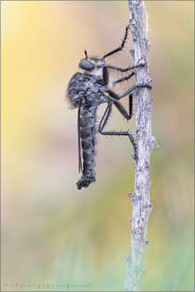 Machimus intermedius ♂ - Harpunen-Raubfliege