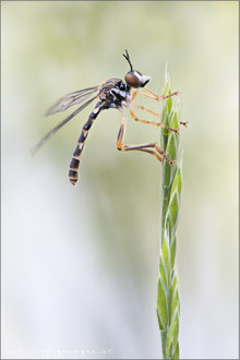 Dioctria linearis ♂ - Gestreifte Habichtsfliege
