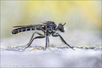 Cyrtopogon meyerduerii ♂ - Meyerdueri's Makelfliege