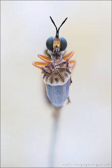 Dioctria flavipennis ♀ - Östliche Habichtsfliege 