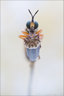 Dioctria flavipennis ♀ - Östliche Habichtsfliege 