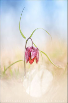 Schachbrettblume (fritillaria meleagris)