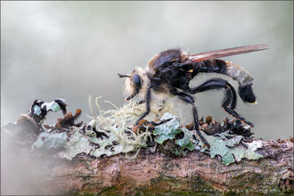 Laphria gibbosa ♂ - Große Mordfliege  
