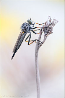 Neoitamus socius ♀ - Kleiner Strauchdieb