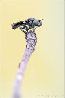 Holopogon dimidiatus ♂ - Kleine Rabaukenfliege