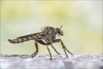 Tolmerus cingulatus ♂ - Burschen-Raubfliege