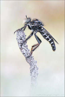 Cyrtopogon maculipennis ♀ - Gefleckte Makelfliege  