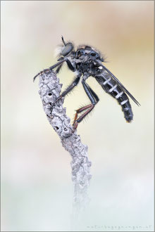 Cyrtopogon maculipennis ♀ - Gefleckte Makelfliege  