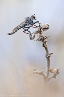 Tolmerus pyragra ♂ - Kleine Raubfliege  
