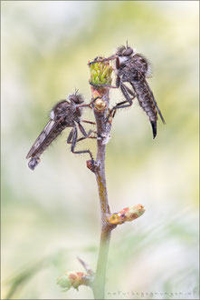 Erax barbatus ♂+♀ - Frühlings-Raubfliege