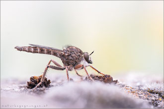 Antiphrisson trifarius ♂ - Südliche Raubfliege