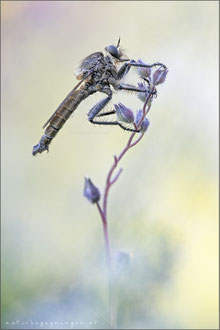 Machimus rusticus ♂ - Schlichte Raubfliege 