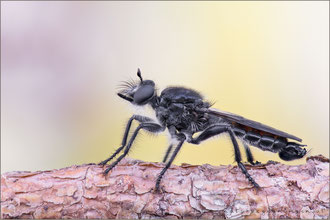 Choerades gilva ♂ - Karminrote-Mordfliege