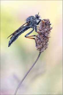 Pamponerus germanicus ♀ - Alabasterfliege