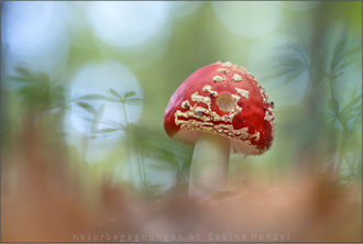 Fliegenpilz (amanita muscaria)