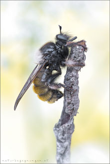 Laphria flava ♀ - Gelbe Mordfliege