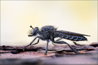 Choerades gilva ♀ - Karminrote-Mordfliege