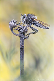 Dysmachus trigonus ♂ - Säbel-Raubfliege
