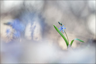 Zweiblättriger Blaustern (scilla bifolia)