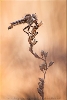 Erax barbatus ♂ - Frühlings-Raubfliege  