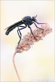Dasypogon diabolicus ♂ 