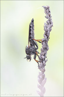 Pamponerus germanicus ♀ - Alabasterfliege