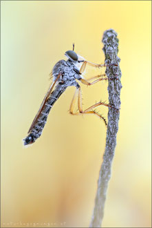 Neomochtherus schineri ♂ - Schiner's Raubfliege
