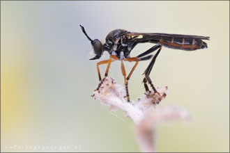 Dioctria rufipes ♀ - Höcker-Habichtsfliege