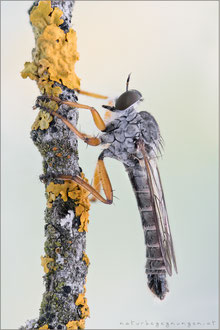 Neomochtherus schineri ♂ - Schiner's Raubfliege