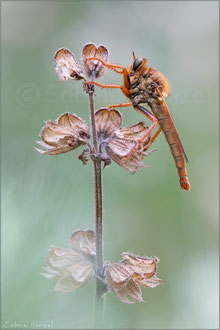 Stenopogon sabaudus ♂