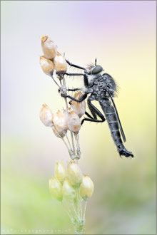 Machimus cyanopus ♂ - Glanzafter Raubfliege