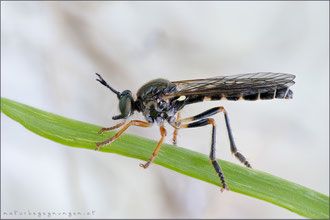Dioctria rufipes ♂ - Höcker-Habichtsfliege  