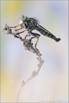Neoitamus cothurnatus ♂ - Knoten-Strauchdieb  