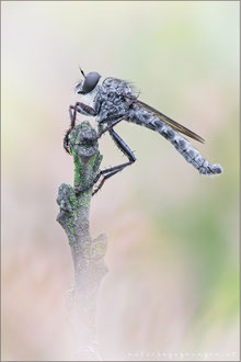 Tolmerus strandi ♂ - Strand's Raubfliege