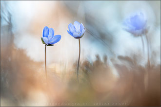 Leberblümchen (hepatica nobilis)