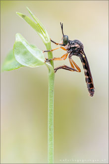 Dioctria flavipennis ♂ - Östliche Habichtsfliege