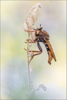 Asilus crabroniformis ♂ - Hornissen-Raubfliege 