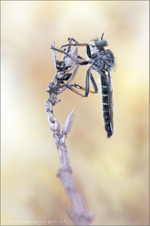 Stilpnogaster aemula ♂ - Glänzende Raubfliege 