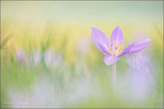 Herbstzeitlose (colchicum autumnale) 