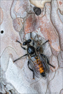 Choerades ignea ♂ - Zinnober-Mordfliege  