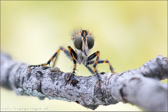 Tolmerus cingulatus ♀ - Burschen-Raubfliege