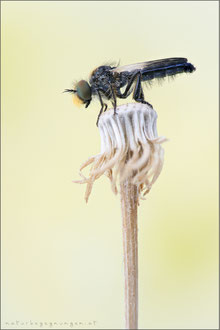 Holopogon nigripennis ♂ - Schmuck-Rabaukenfliege