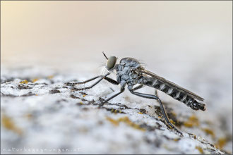 Neomochtherus alpinus ♂ - Alpen-Raubfliege 