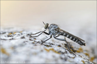 Neomochtherus alpinus ♂ - Alpen-Raubfliege 