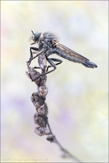 Dysmachus praemorsus ♂ - Schlitzzangen-Raubfliege