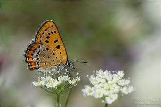 Blauschillernder Feuerfalter (lycaena helle)