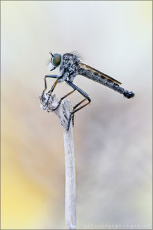 Neoitamus socius ♂ - Kleiner Strauchdieb